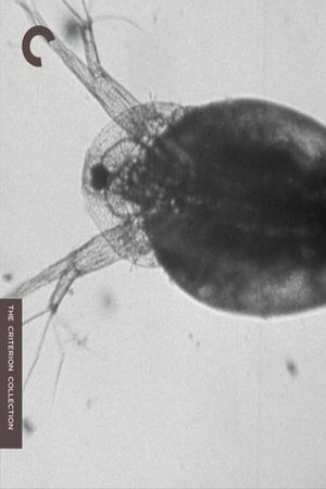 Daphnia's poster