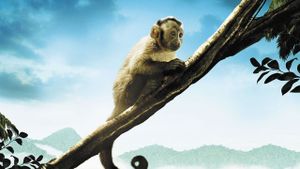 Amazonia's poster