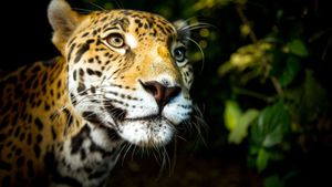 Big Cats's poster