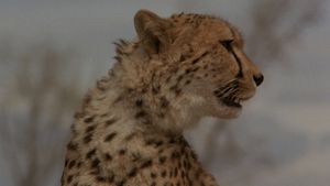 Cheetah's poster