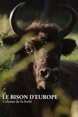 Le Bison d'Europe, colosse de la forêt's poster