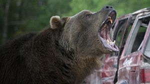 Grizzly Rage's poster