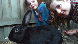 My Rabit Hoppy's poster