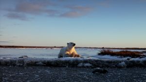 Wonders of the Arctic's poster