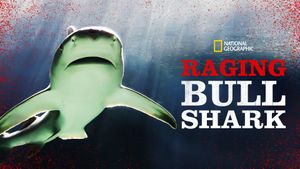 Raging Bull Shark's poster