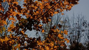The Autumn Girl's poster
