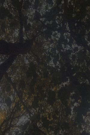 Not as Old as the Trees's poster