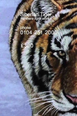 Siberian Tiger's poster