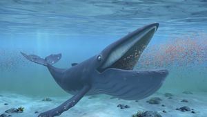 The Snail and the Whale's poster