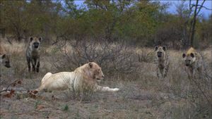 The White Lions's poster