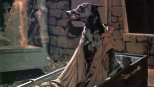 Dracula's Dog's poster
