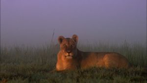 Swamp Lions's poster