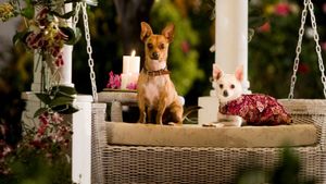 Beverly Hills Chihuahua's poster