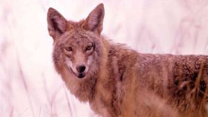 A Country Coyote Goes Hollywood's poster