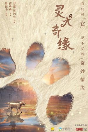 灵犬奇缘's poster