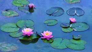 Water Lilies of Monet - The Magic of Water and Light's poster