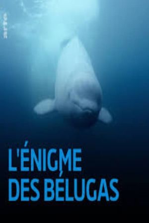 The Mystery of the Belugas's poster