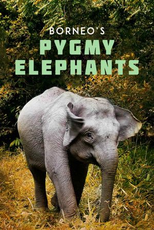 Borneo's Pygmy Elephants's poster