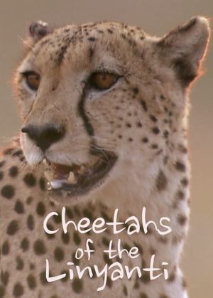 Cheetahs of the Linyanti's poster