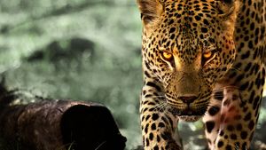 Living with Leopards's poster