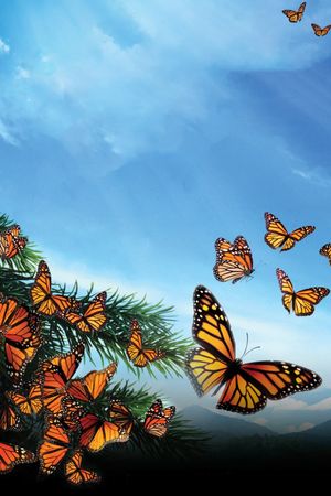 Flight of the Butterflies's poster
