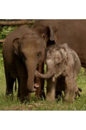 Sri Lanka: Elephant Island's poster