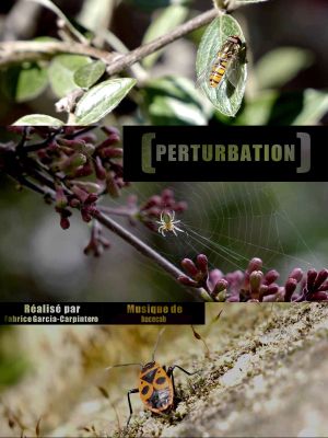 Perturbation's poster