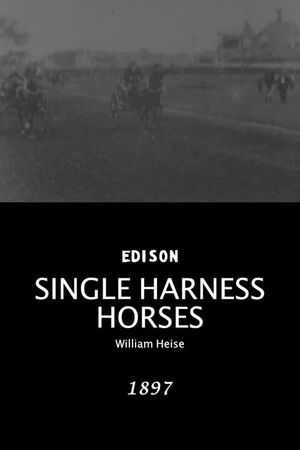 Single harness horses's poster