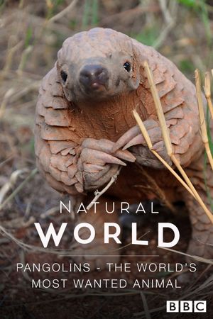 Pangolins: The World's Most Wanted Animal's poster
