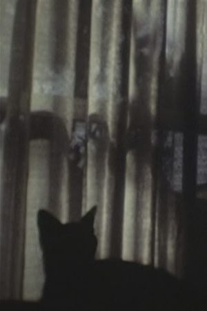 CAT ＆ CURTAIN's poster