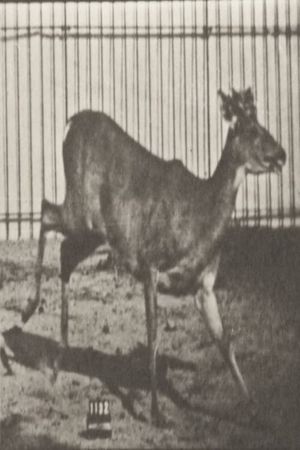 Virginia Deer, Buck, Galloping's poster