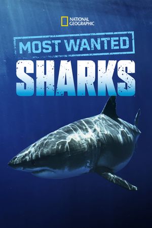 Most Wanted Sharks's poster