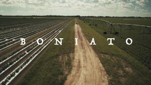 Boniato's poster