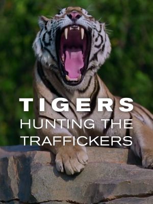 Tigers: Hunting the Traffickers's poster