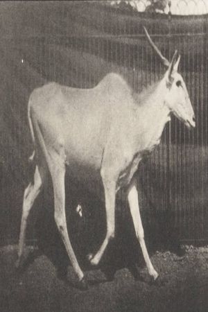 Eland Trotting's poster