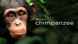 Chimpanzee's poster