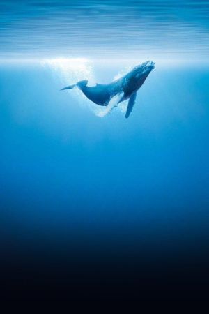 Oceans's poster