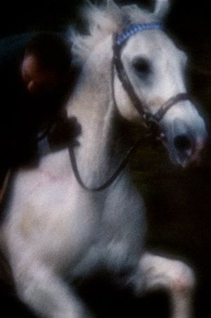 Horsey's poster