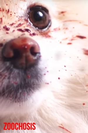 Zoochosis Presents: Animal Rescue!'s poster