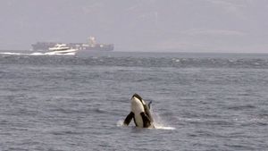 Watch Out for Orcas! Danger Off Gibraltar?'s poster