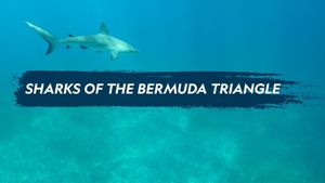 Sharks of the Bermuda Triangle's poster