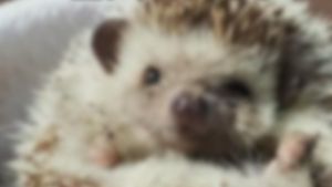Hedgehog's poster
