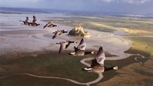 Winged Migration's poster