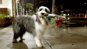 The Shaggy Dog's poster