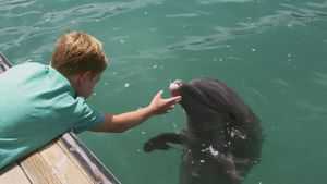Dolphin Kick's poster