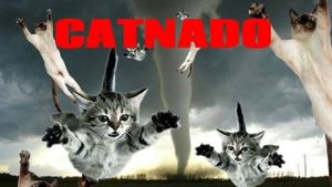 Catnado's poster