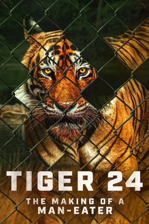 Tiger 24's poster