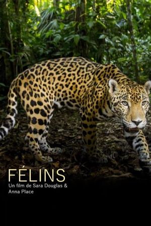 Big Cats's poster