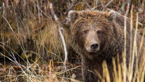 Yukon's Wild Grizzlies's poster