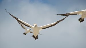 Gannets: The Wrong Side of the Run's poster